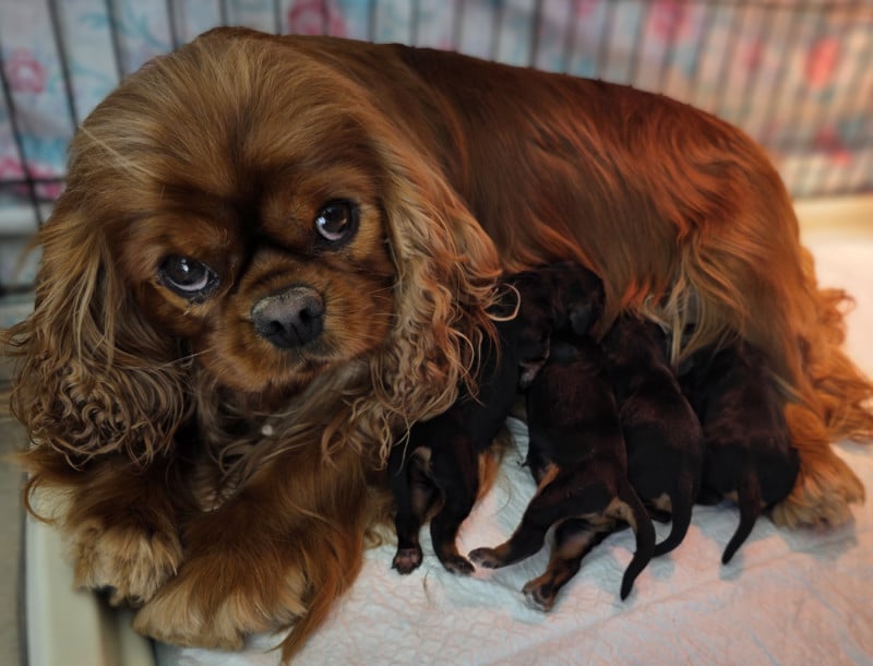 Cavalier King Charles Spaniel - vom der riter kronen