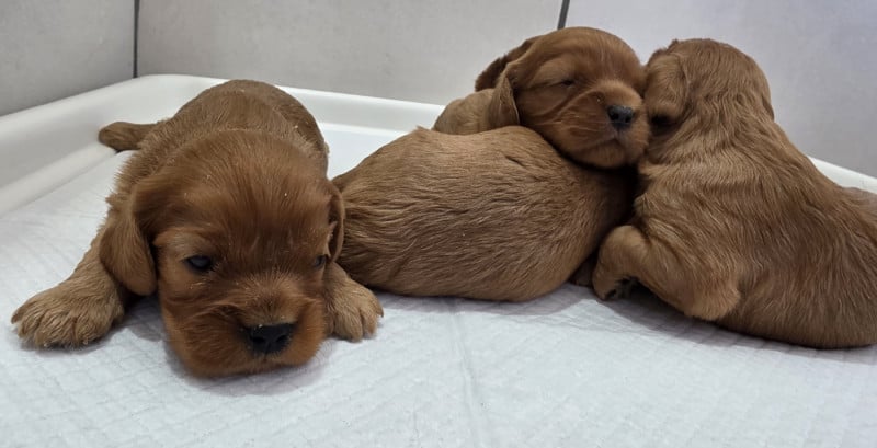 Cavalier King Charles Spaniel - vom der riter kronen