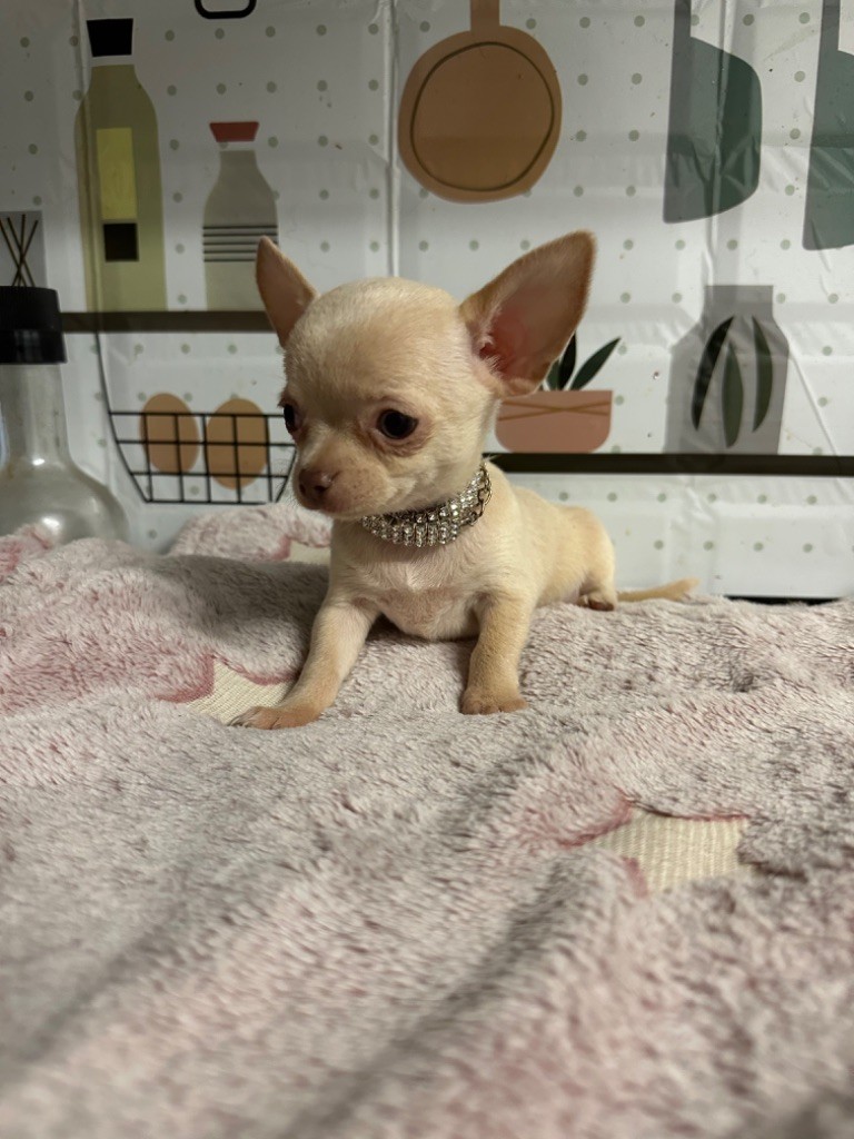 CHIOT 1 - Chihuahua