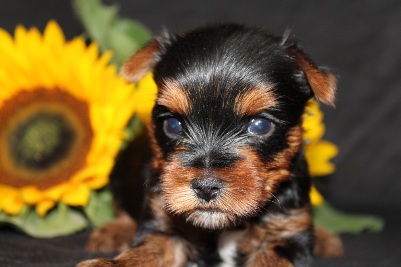 Chiot N°1