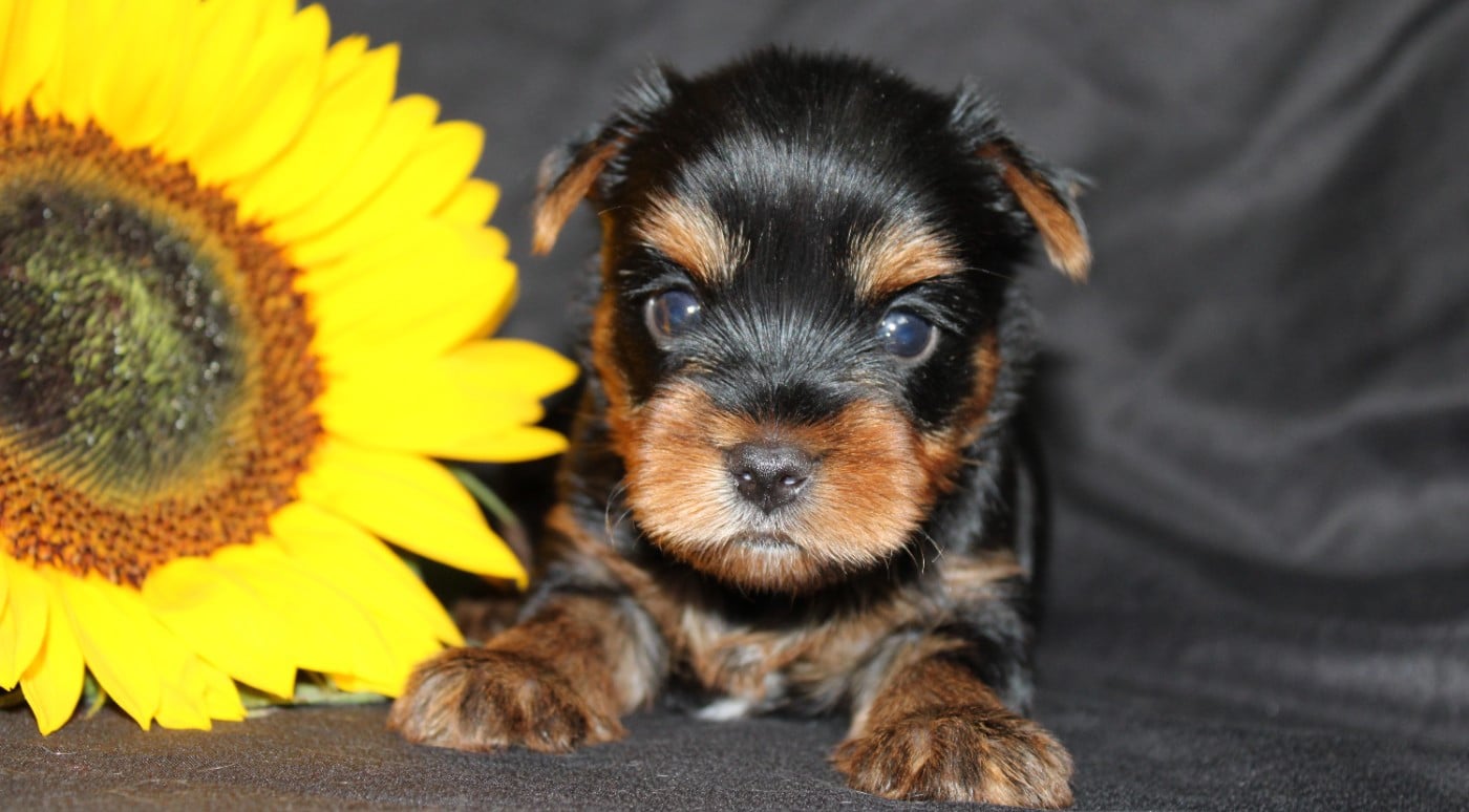 Chiot N°2