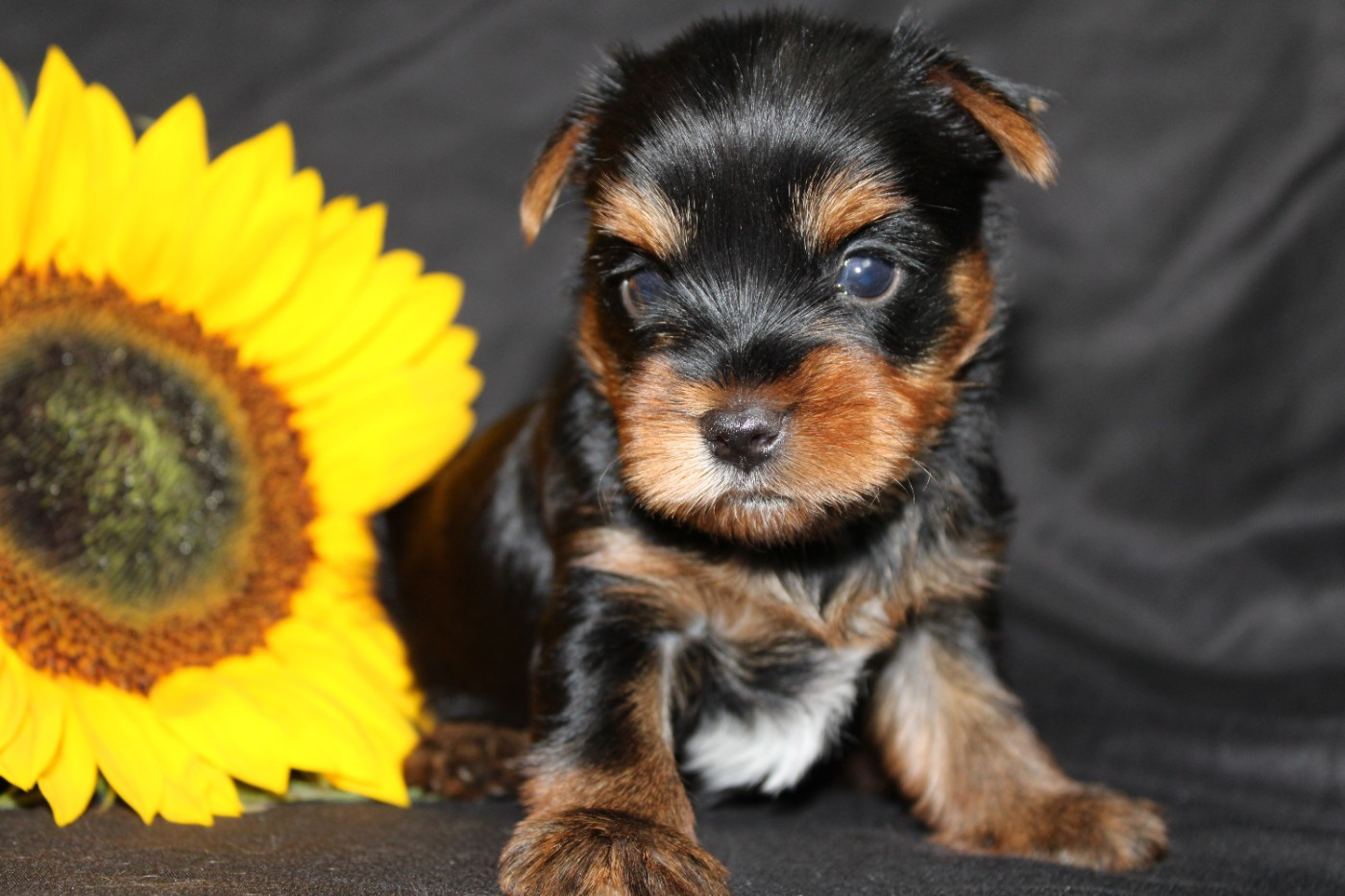 Chiot N°2