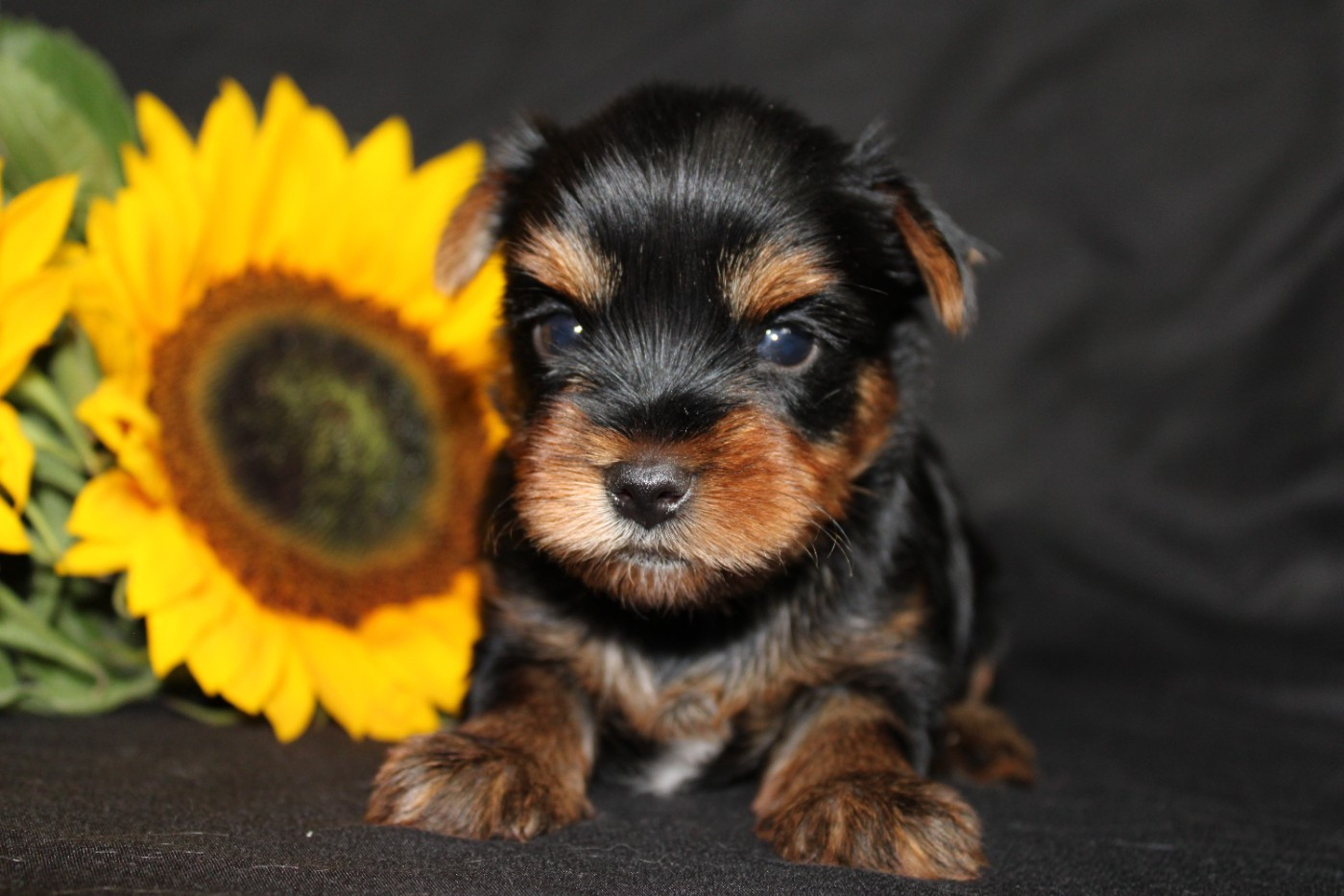 Chiot N°2