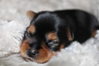 Les chiots de Yorkshire Terrier