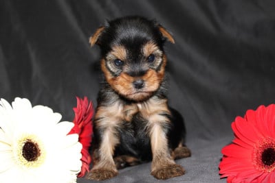 Les chiots de Yorkshire Terrier