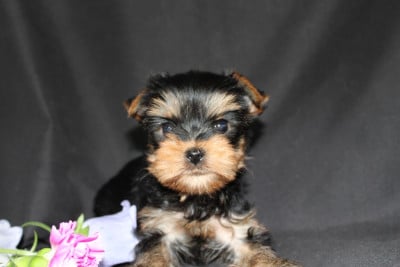 Les chiots de Yorkshire Terrier