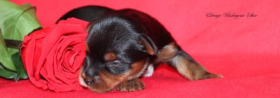 Les chiots de Yorkshire Terrier