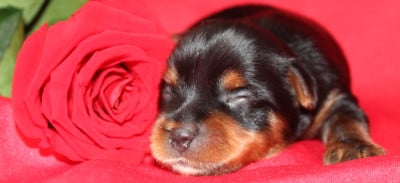 Les chiots de Yorkshire Terrier
