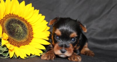 Les chiots de Yorkshire Terrier
