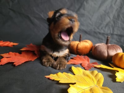 Les chiots de Yorkshire Terrier