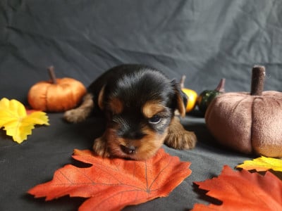 Les chiots de Yorkshire Terrier