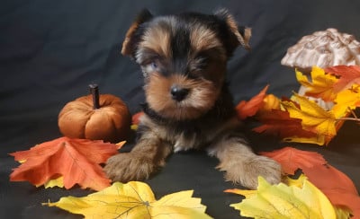 Les chiots de Yorkshire Terrier