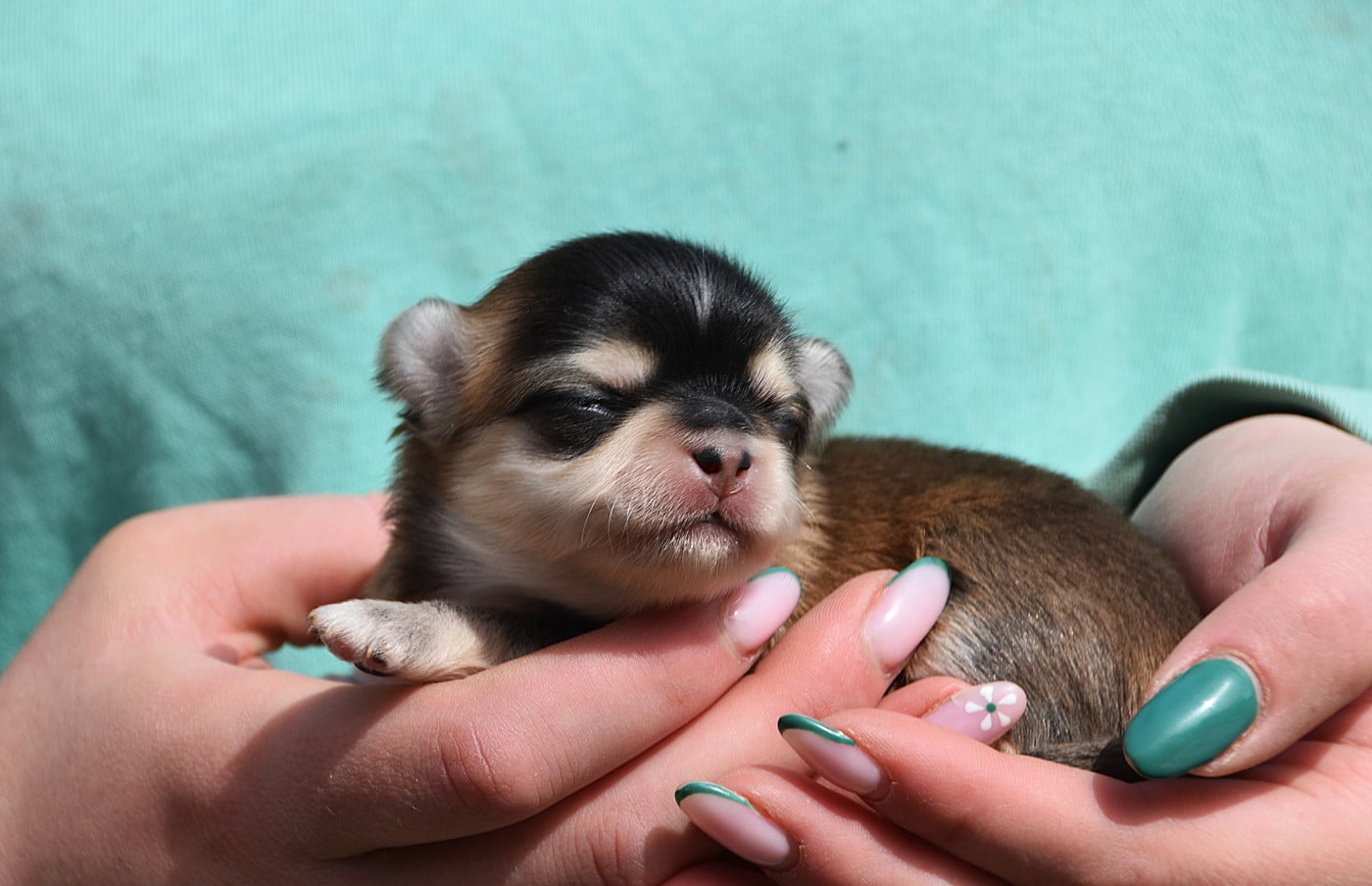 Chiot N°2 - Chihuahua