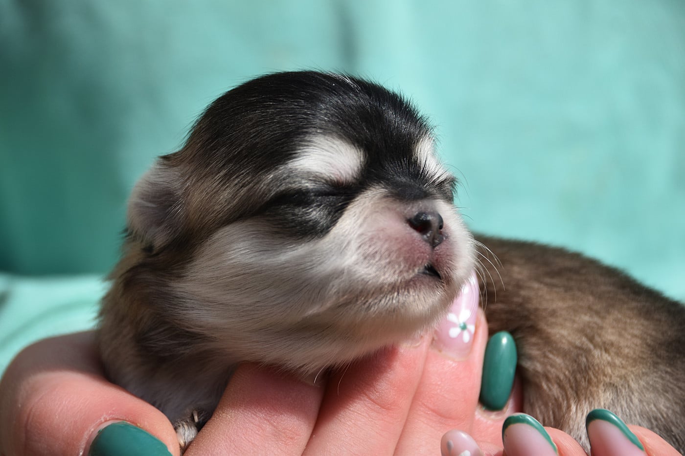 Chiot N°3 - Chihuahua
