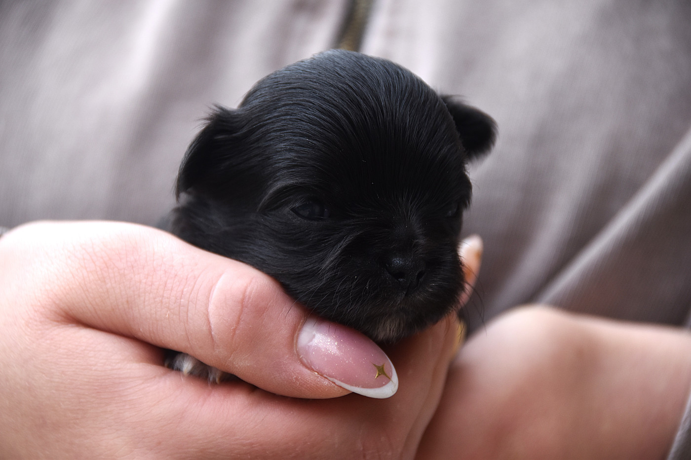 Chiot N°1 - Chihuahua