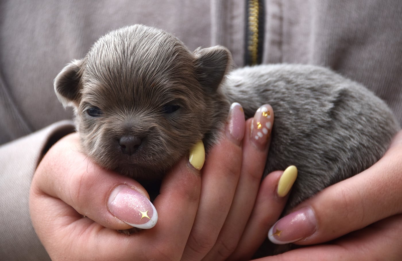 Chiot N°3 - Chihuahua