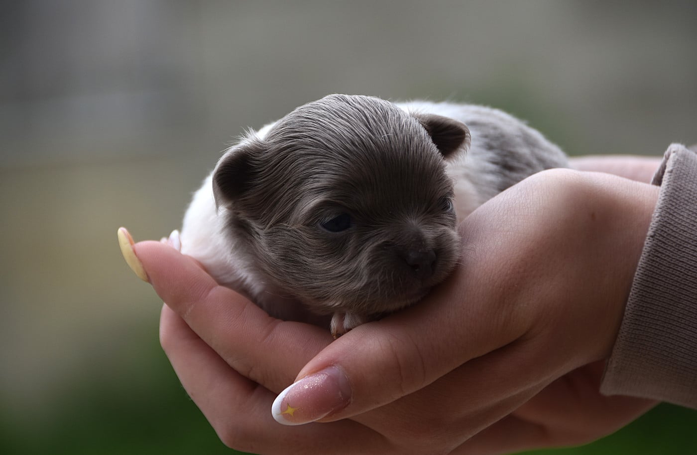 Chiot N°6 - Chihuahua