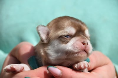 Les chiots de Chihuahua
