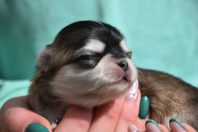 Les chiots de Chihuahua