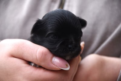Les chiots de Chihuahua