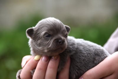 Les chiots de Chihuahua