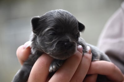Les chiots de Chihuahua