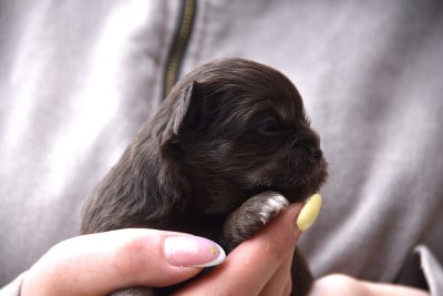 Les chiots de Chihuahua