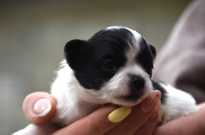 Les chiots de Chihuahua