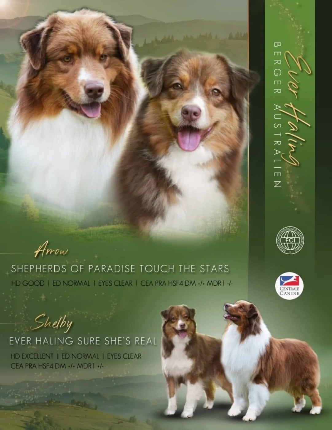 Berger Australien - Ever Haling