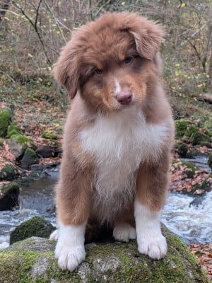 Les chiots de Berger Australien