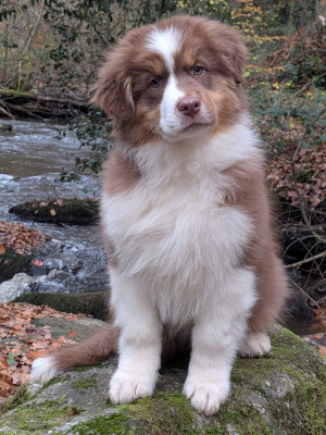 Les chiots de Berger Australien