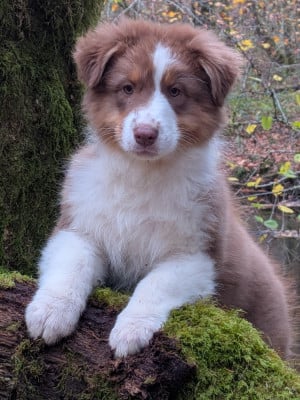 Les chiots de Berger Australien