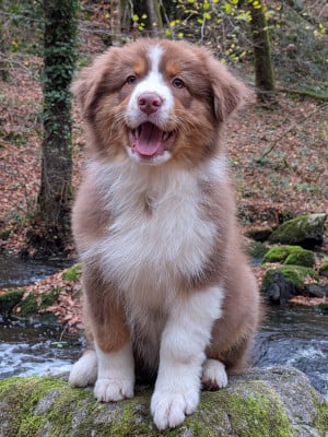 Les chiots de Berger Australien