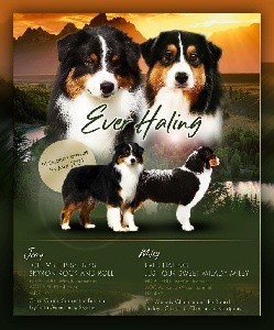 Berger Australien - Ever Haling