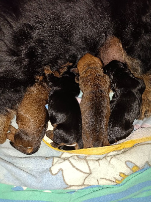 Du Domaine Aurora Borealis