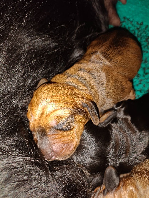 Les chiots de Teckel poil dur