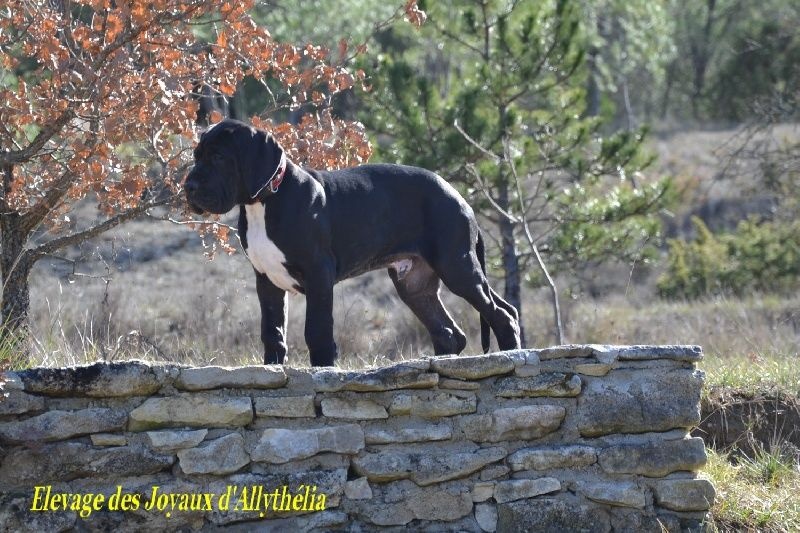 Publication : Domaine Di Matcho Auteur : goosens renè