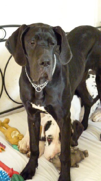 Publication : Domaine Di Matcho Auteur : Mulan à 4 mois