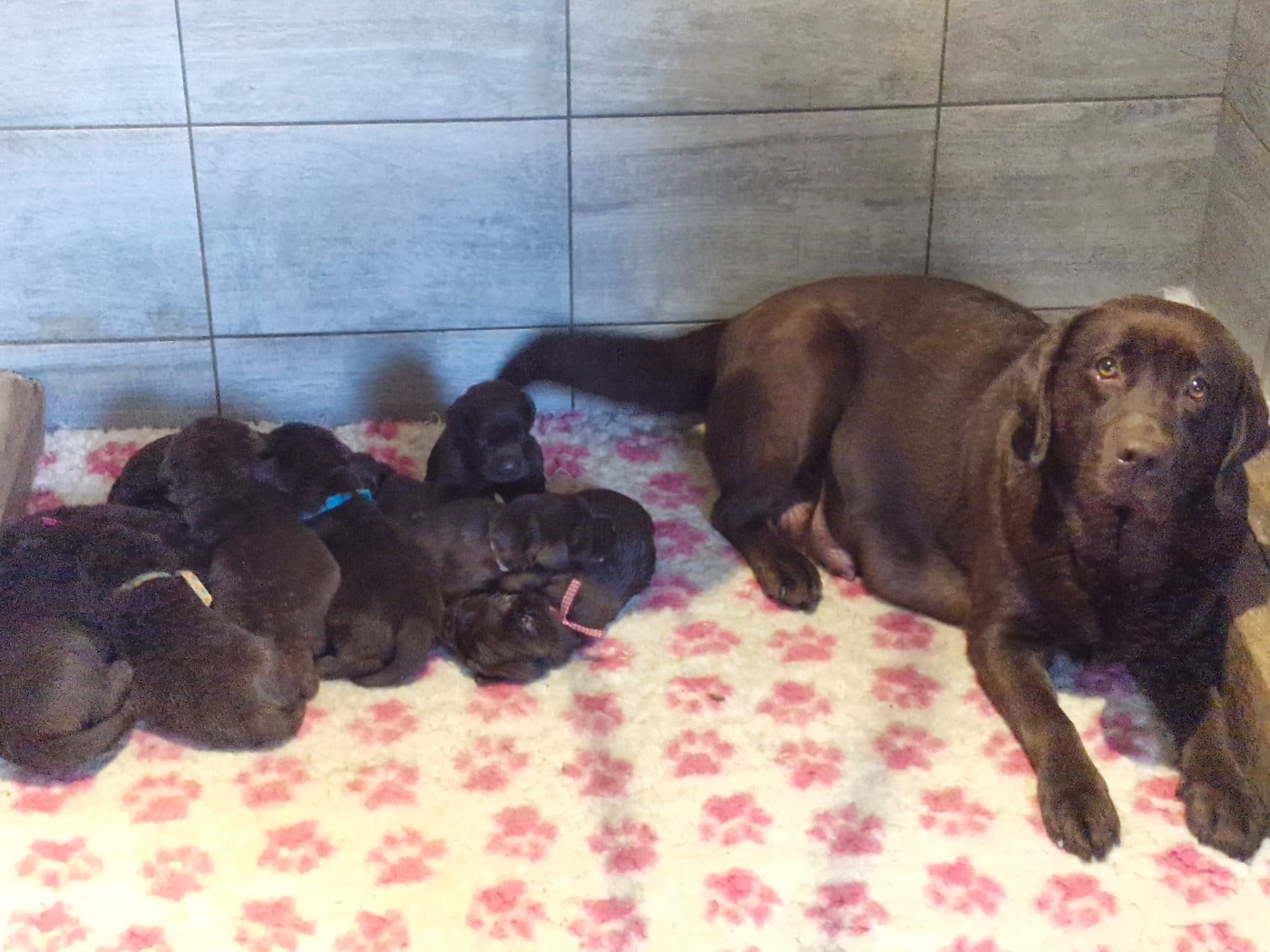 Fifille Chocolat 1 - Labrador Retriever