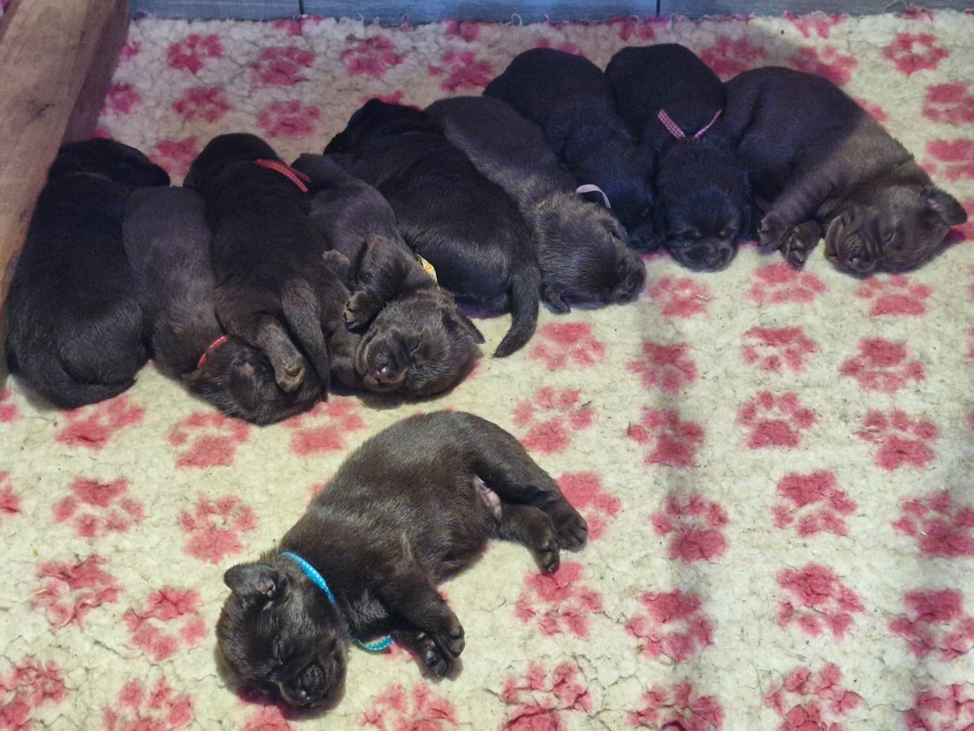 Garçon chocolat 4 - Labrador Retriever