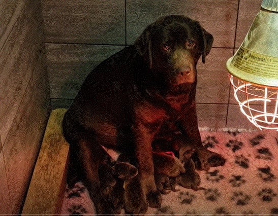 Chiot N°4 - Labrador Retriever