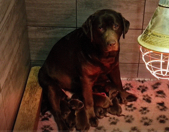 Chiot N°6 - Labrador Retriever