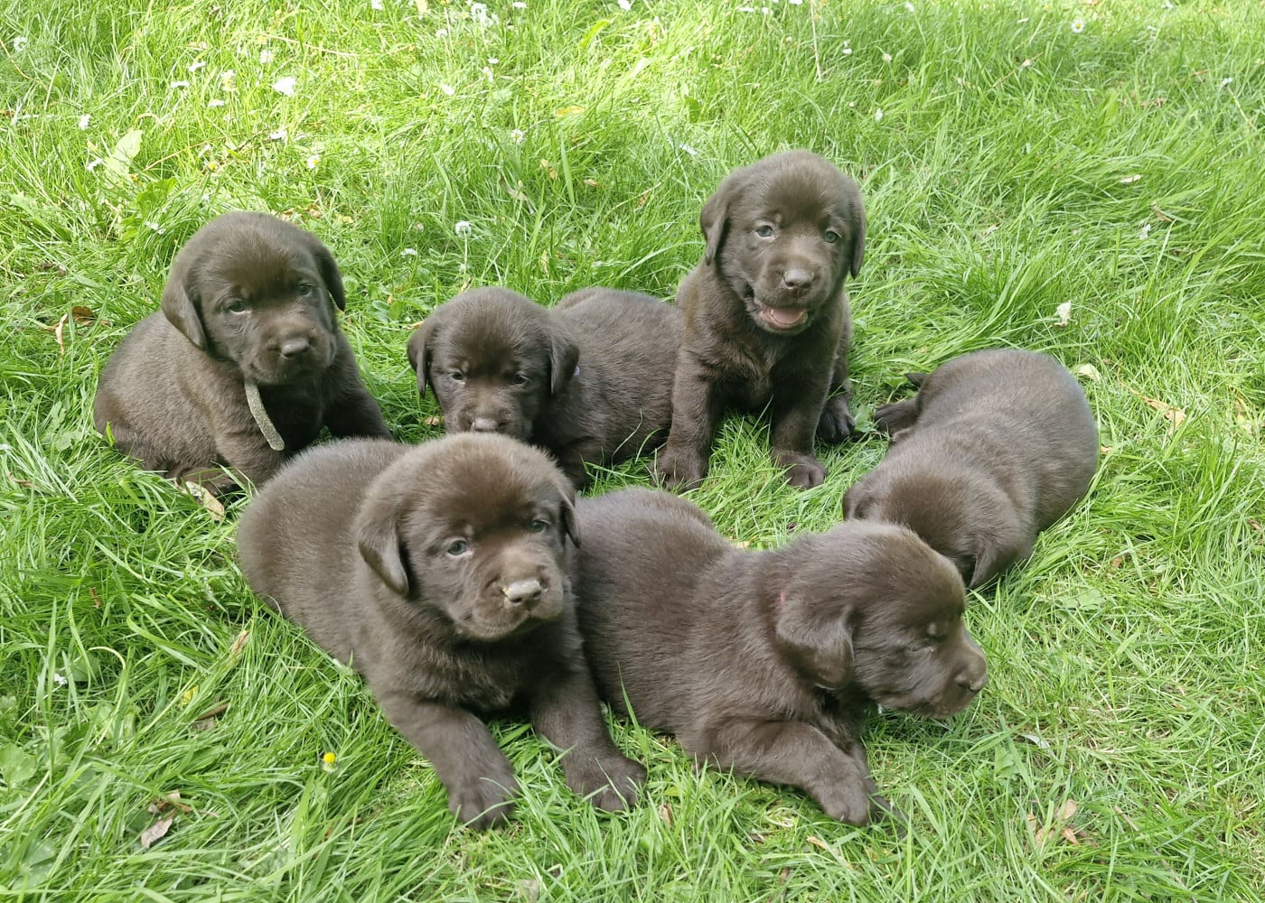 Chiot N°3 - Labrador Retriever
