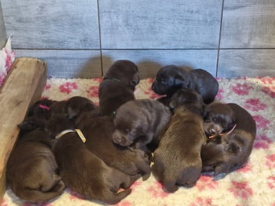 Garçon chocolat 2 - Labrador Retriever