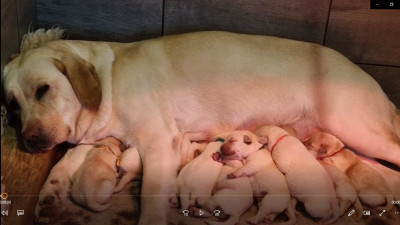Les chiots de Labrador Retriever