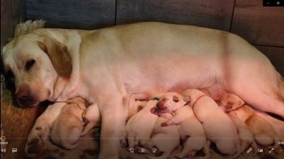 Les chiots de Labrador Retriever