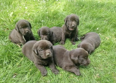 Chiot N°3 - Labrador Retriever
