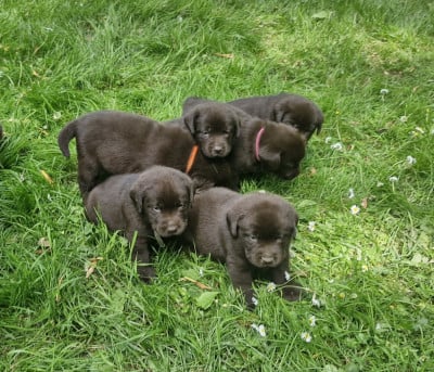 Chiot N°4 - Labrador Retriever