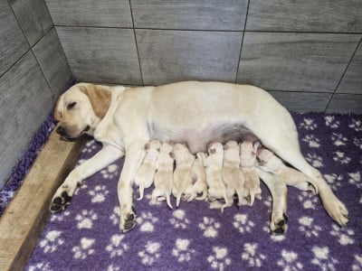 Les chiots de Labrador Retriever