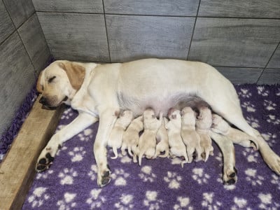 Les chiots de Labrador Retriever